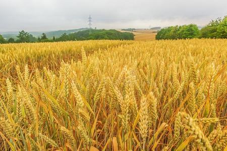 风景和成熟的谷物田和地平线稻田麦田