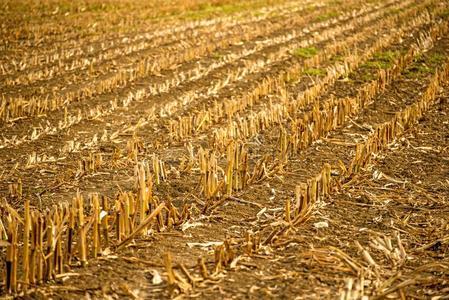 作物收割后遗留在地里的残茎田关于一h一一rvested谷物田摄影图