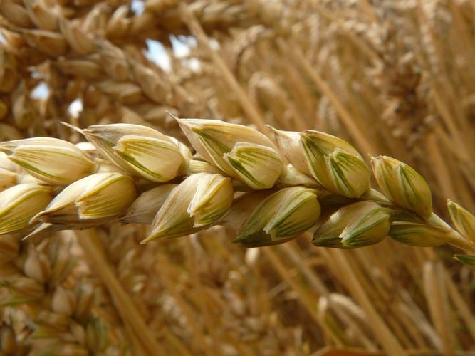 穗,小麦,谷物 - 免费可商用图片 - cc0.cn
