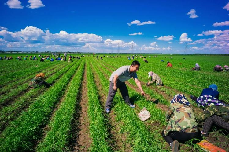 得到建行信贷支持的绥化肇东市黎明镇民主村的千亩谷物种植基地